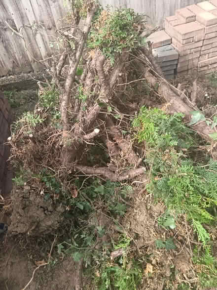 Photo of free Logs/Branches (MK42) #3