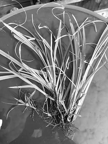 Photo of free Pendulous sedge (Henley-on-Thames RG9) #1