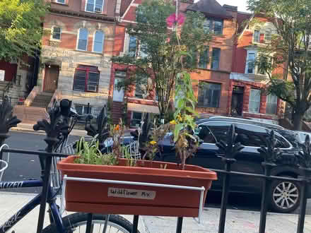 Photo of free Many plants (Bed Stuy (Brooklyn)) #4