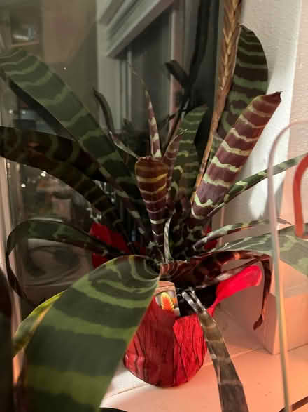 Photo of free Plants (Renton Hill) #1
