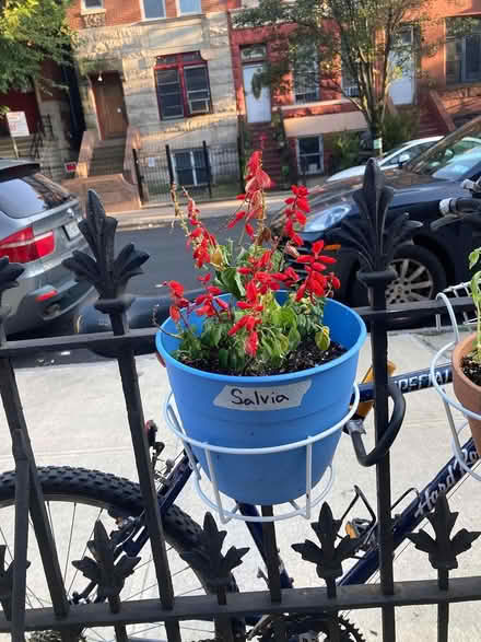 Photo of free Many plants (Bed Stuy (Brooklyn)) #1