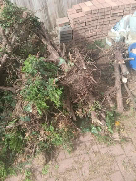 Photo of free Logs/Branches (MK42) #2