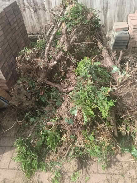 Photo of free Logs/Branches (MK42) #1