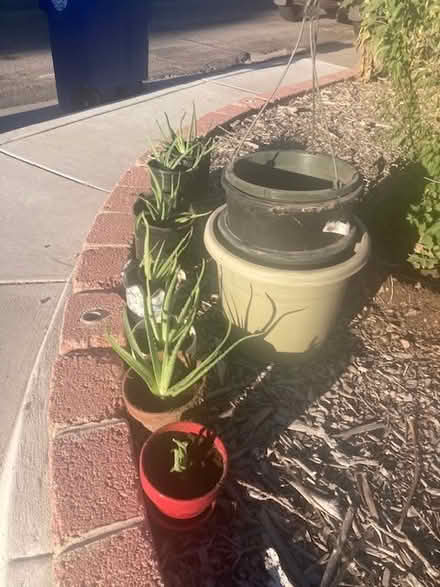 Photo of free Aloe vera plants (Nob Hill - Gibson & Carlisle) #1