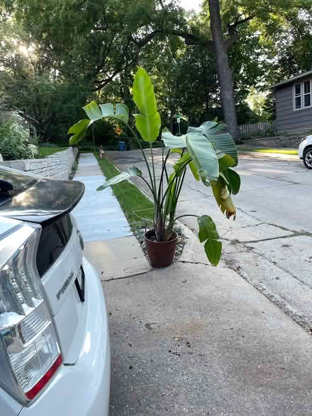 Photo of free Bird of Paradise plant (West Bde Maka Ska) #1