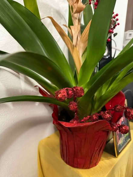 Photo of free Plants (Renton Hill) #2