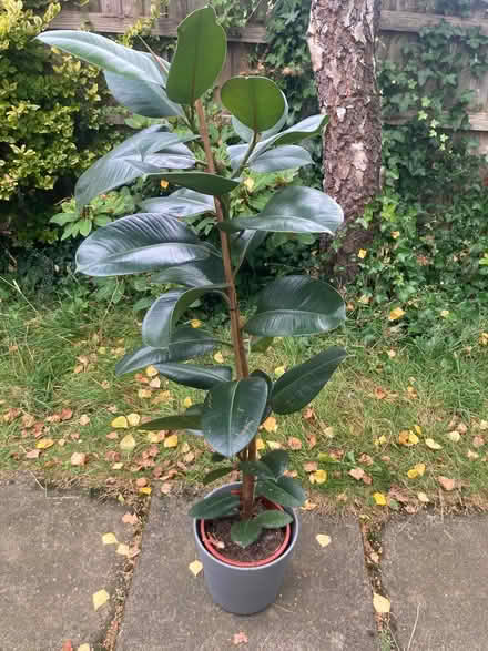 Photo of free Rubber plant (Chorlton M21) #1