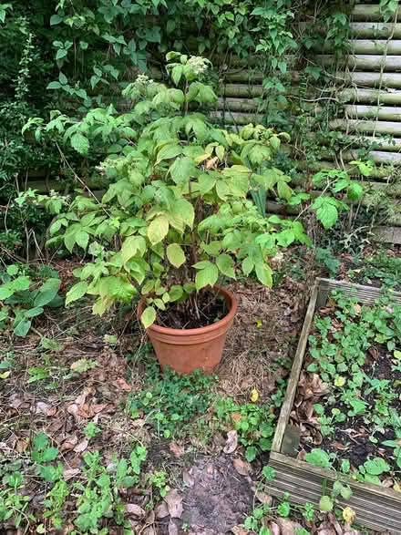 Photo of free Raspberry Bush (CT14) #1