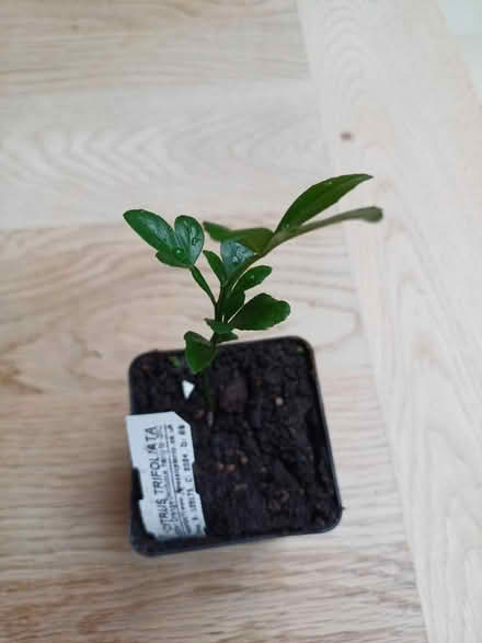 Photo of free Small garden plant (New Malden KT3) #1