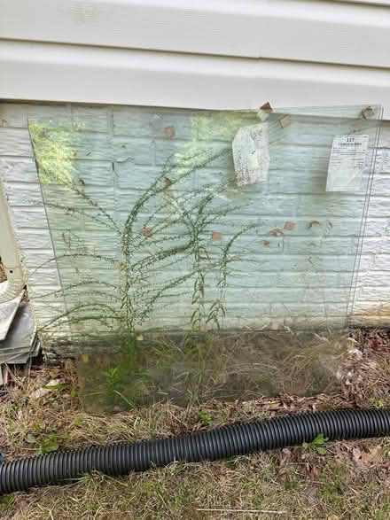 Photo of free Plane Glass (Bowie) #1