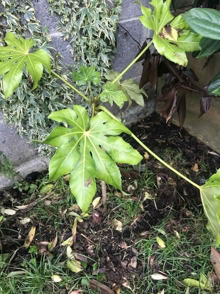 Photo of free Planters / flower pots / crates (Glasnevin, Dublin 11) #1