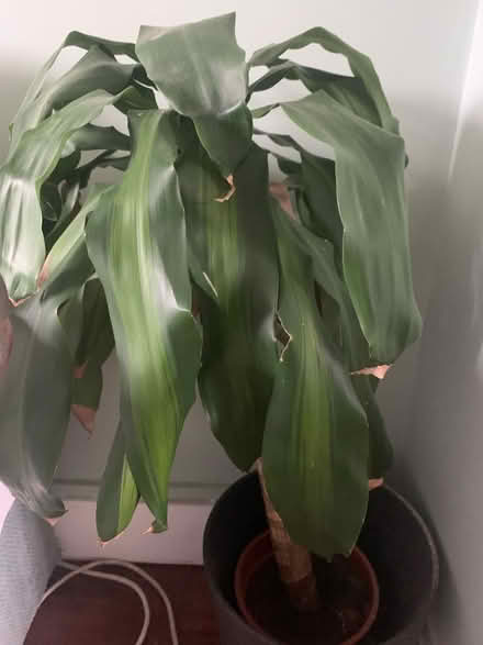 Photo of free Plant (Walthamstow) #1