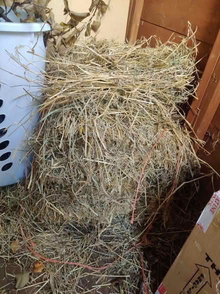 Photo of free Hay half bale (PE38) #1
