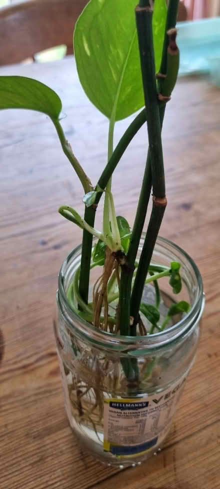Photo of free 3 or 4 Devils Ivy rooted plants (SE25) #1