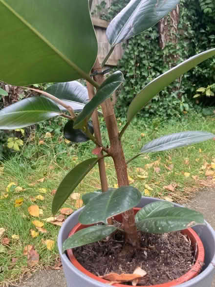 Photo of free Rubber plant (Chorlton M21) #3