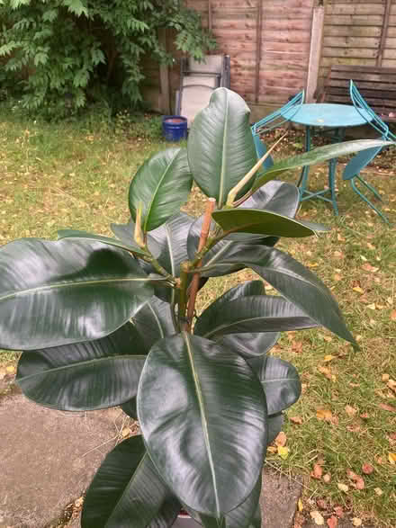 Photo of free Rubber plant (Chorlton M21) #2