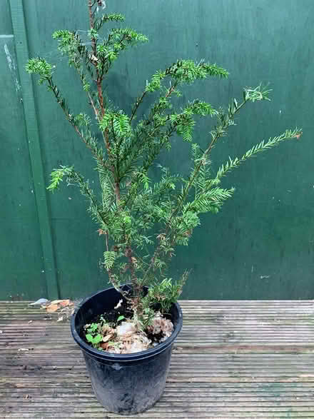 Photo of free Yew Trees (CT14) #1