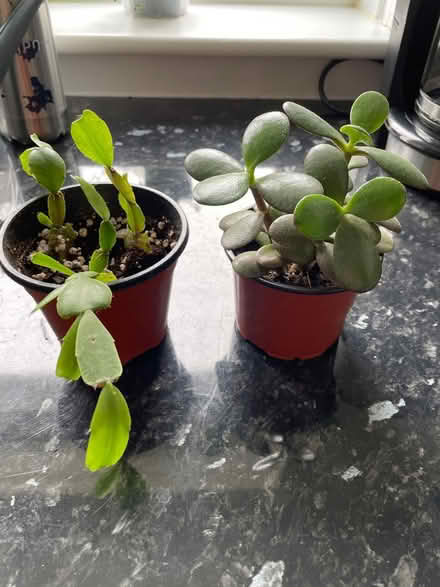 Photo of free Succulent plants (AB32 Westhill) #1