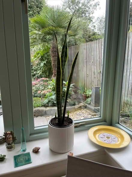 Photo of free Magnificent Mother In-Law's Tongue Plant (Sansevieria) (Goldenacre EH3) #1