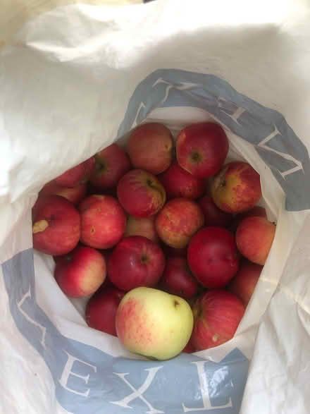 Photo of free Bag of apples (Lexden CO3) #1