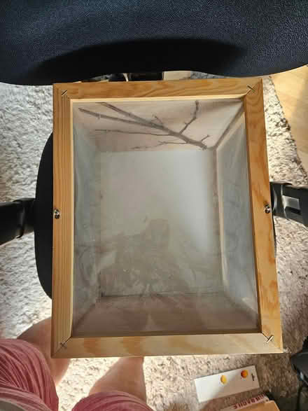 Photo of free Stick insect case/habitat (West Abergavenny) #2