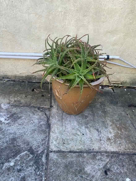 Photo of free Two garden pots (Sandyford) #1