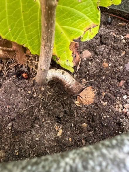 Photo of free Walnut tree (Heybridge CM9) #1