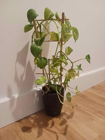 Photo of free Plant (Lefferts Gardens) #1