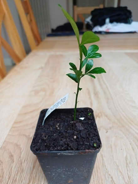 Photo of free Small garden plant (New Malden KT3) #2