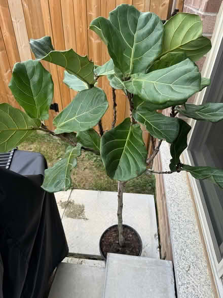 Photo of free Fig leaf tree? (Mississauga road and wanless) #1