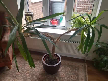 Photo of free Plant (Bedford MK41) #1