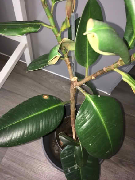Photo of free Rubber plant (Greenwich MV, SE10) #2