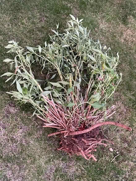 Photo of free Outdoor plant : Centranthus (B27, Acocks Green.B27) #3