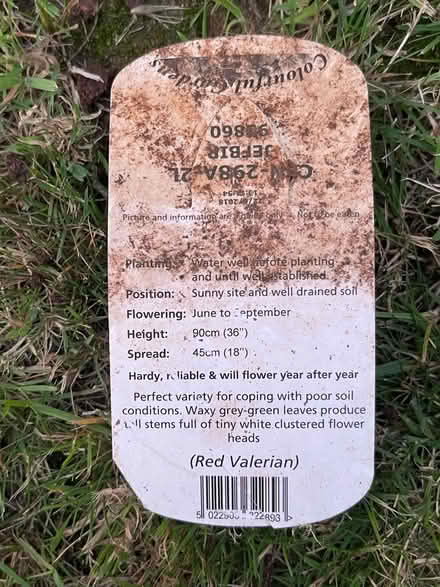 Photo of free Outdoor plant : Centranthus (B27, Acocks Green.B27) #1