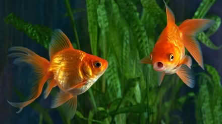 Photo of Goldfish, Comets or Shubunkins (Tiptree CO5) #1