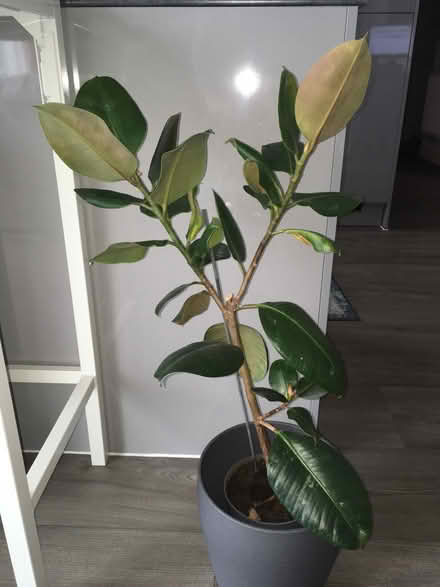 Photo of free Rubber plant (Greenwich MV, SE10) #1