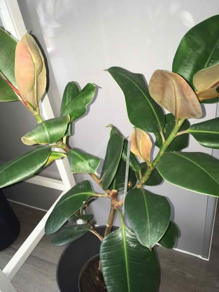 Photo of free Rubber plant (Greenwich MV, SE10) #3