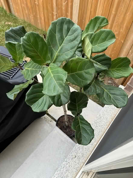 Photo of free Fig leaf tree? (Mississauga road and wanless) #2