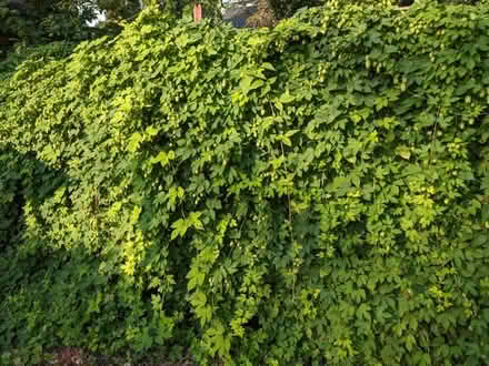 Photo of free Large amount of hops (Maple Leaf) #1