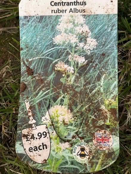 Photo of free Outdoor plant : Centranthus (B27, Acocks Green.B27) #2