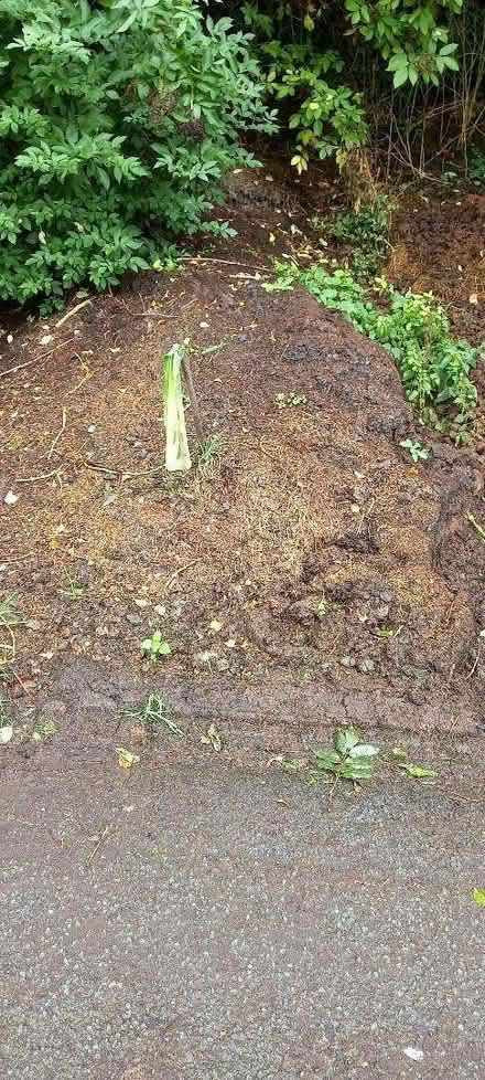 Photo of free Rotted horse manure (Pant SY10) #1