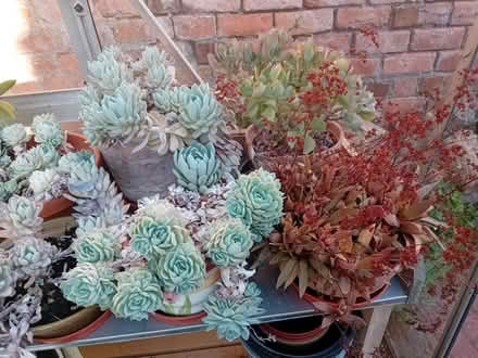 Photo of free succulent plants (Southport PR8) #2