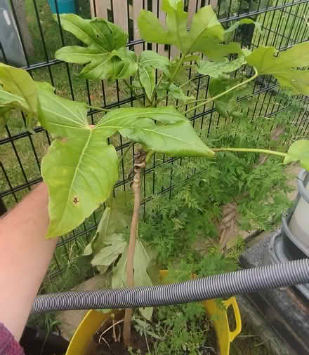 Photo of free Japanese Paper Tree Plant (Swords) #2