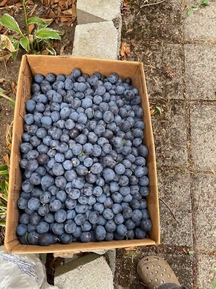 Photo of free Damson plums (Northgate) #1