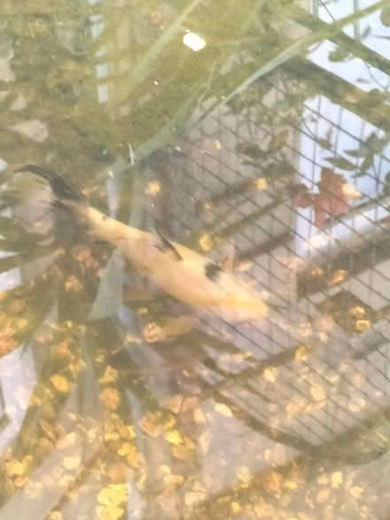 Photo of free Pond fish (RG2 reading) #1
