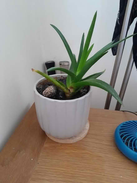 Photo of free Indoor plant and pot (Welwyn Garden city) #1