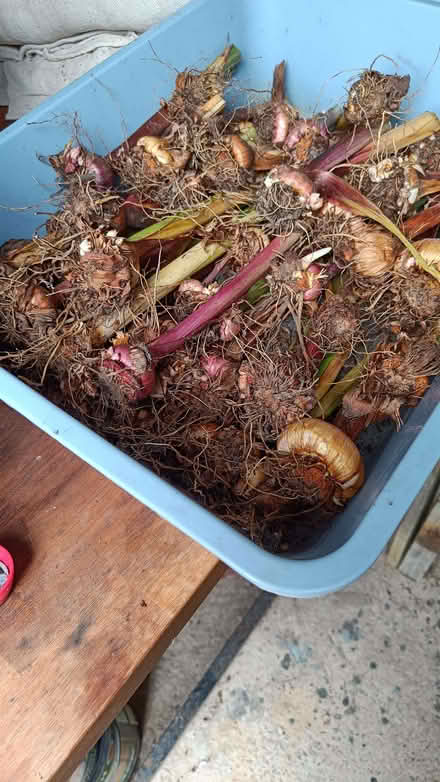 Photo of free Lupin seeds and gladioli bulbs (Woodside TF7) #1
