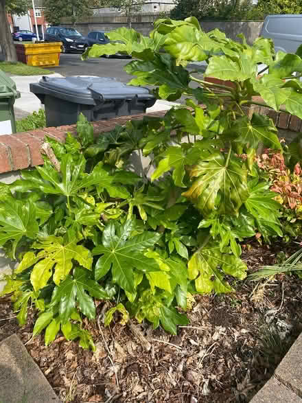 Photo of free Paper plant to go (Sandyford) #1