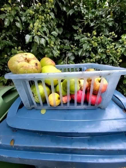 Photo of free Windfall apples, mix of cooking and eating (Cricket Road OX4) #2