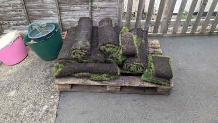 Photo of free Turf - 4 full rolls plus pieces (Chesham HP5) #1